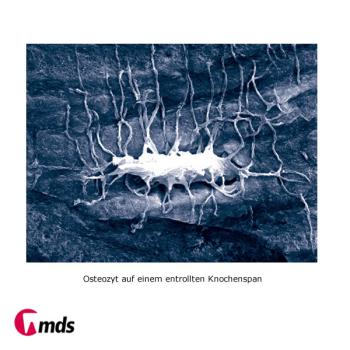 Preview: Safescraper Curve   3 Stück